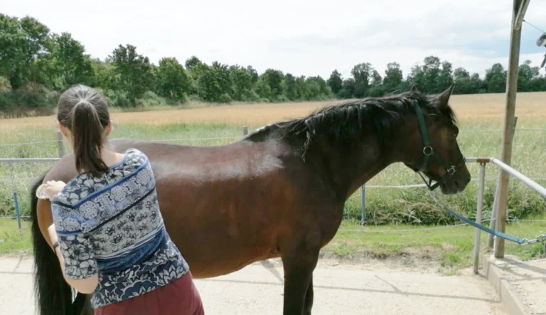 Eine Frau striegelt ein Pferd im Sonnenschein vor einer Koppel